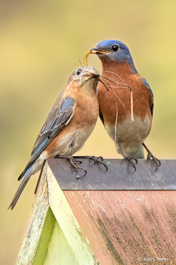 Love Birds