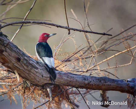 Red-headed Woodpecker