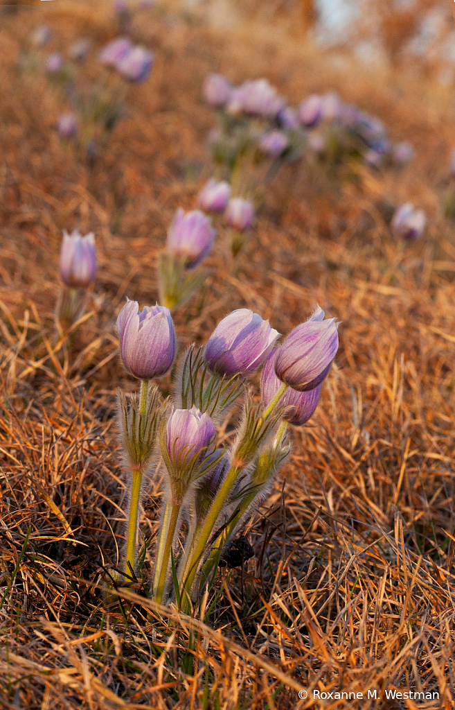 North Dakota pasque wildflower - ID: 15811048 © Roxanne M. Westman