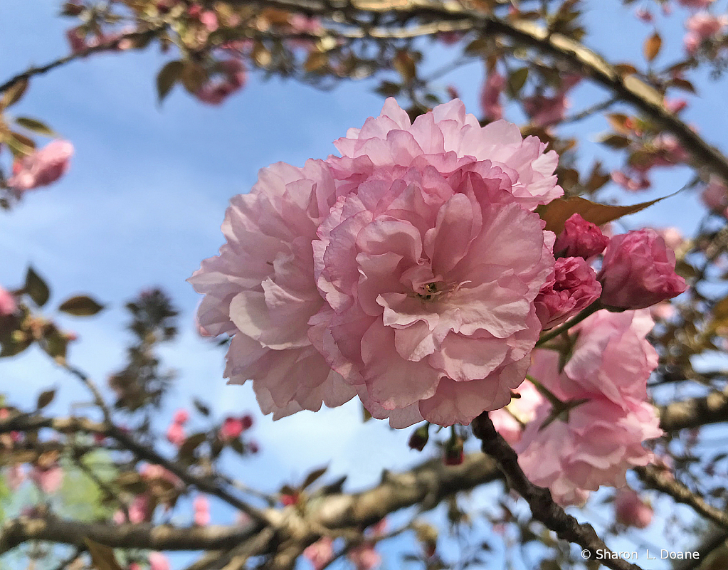 Mini-Assignment Kwansan Cherry