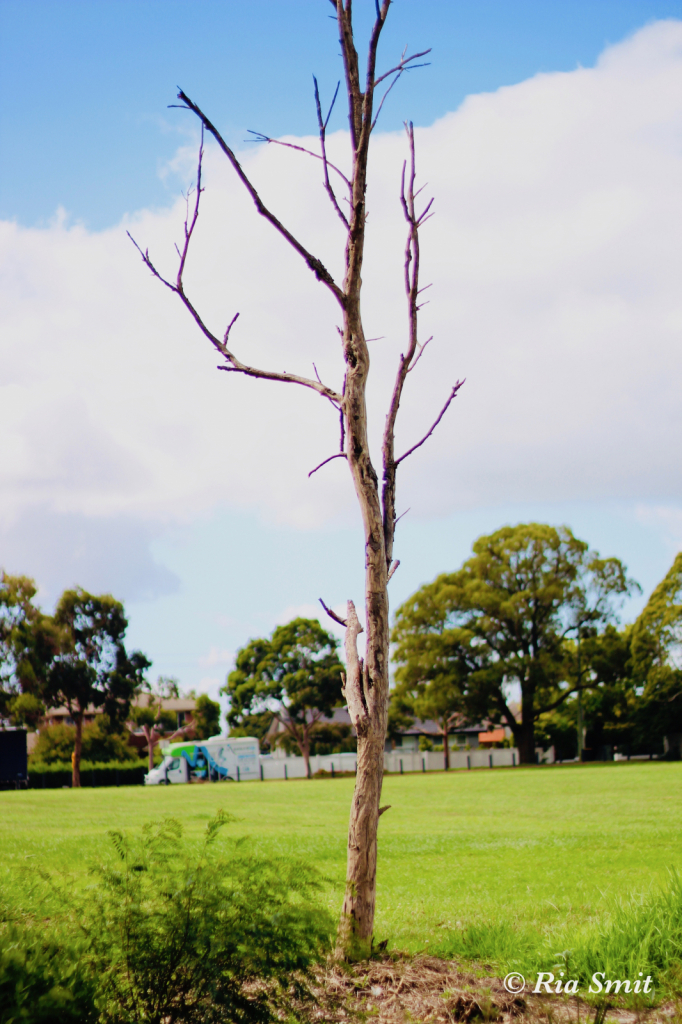 Lone Tree Mourned