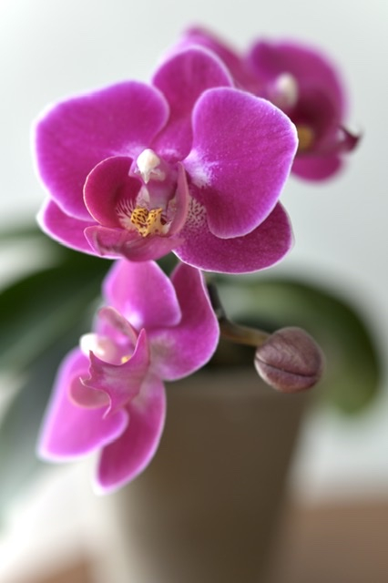 Orchid At Home - ID: 15811244 © Nora Odendahl