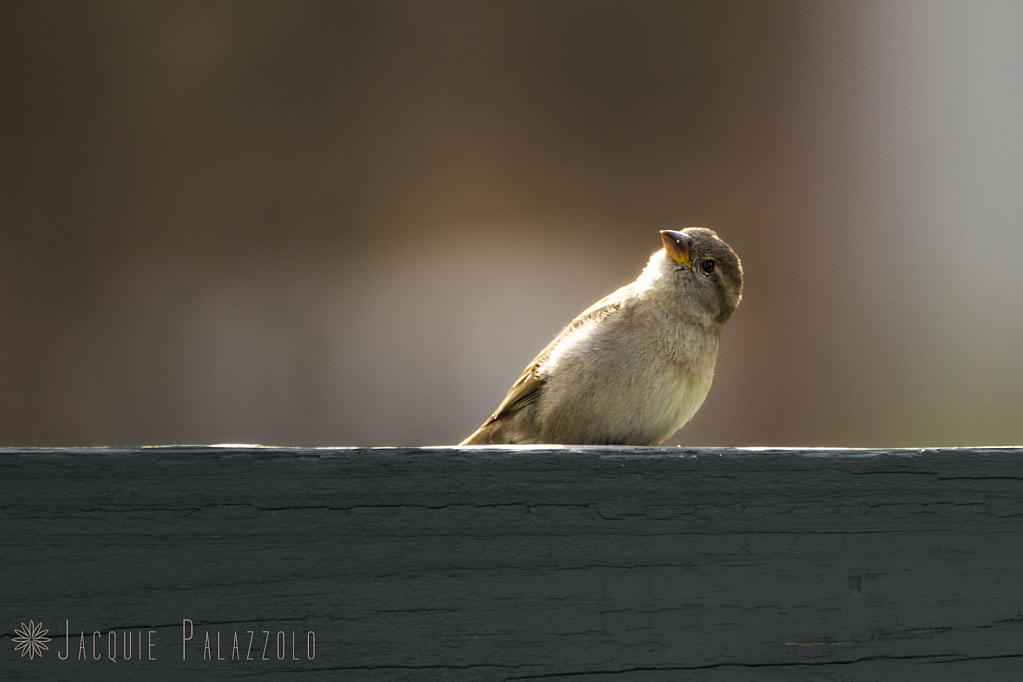 Morning Curiosity