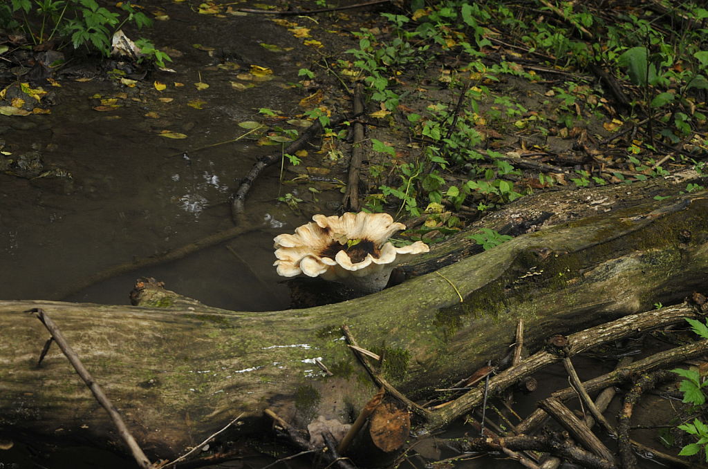 Mushroom In Creek