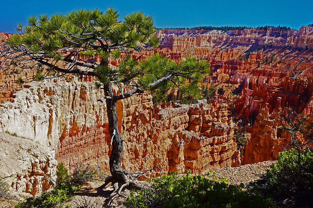 On the Rocks at Bryce Canyon - ID: 15811247 © William S. Briggs