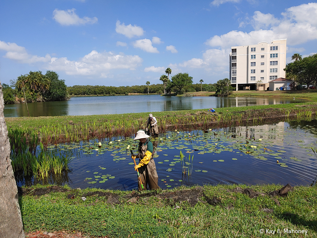 Cleaning the pond " Mini assignment"