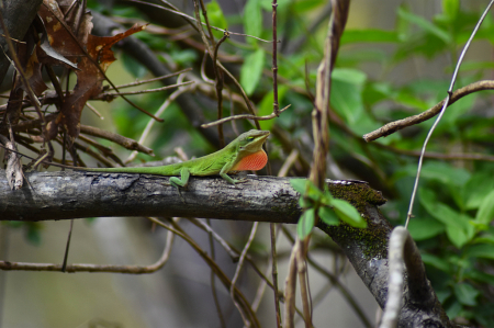 Lizard enjoying a sunny Saturday