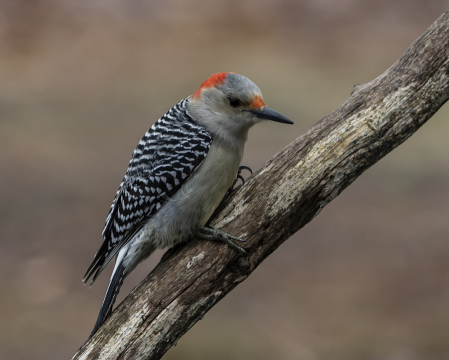 Lady Red Belly