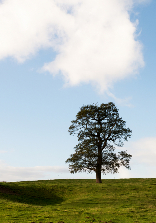 Just a Tree