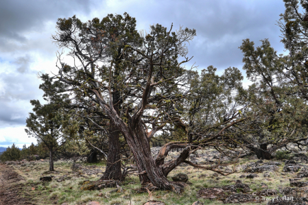 Juniper Tree