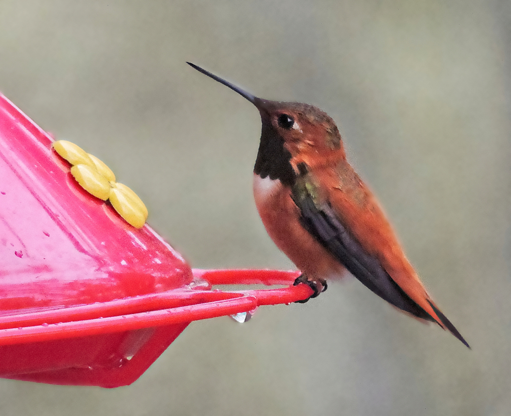 Hungry Hummer