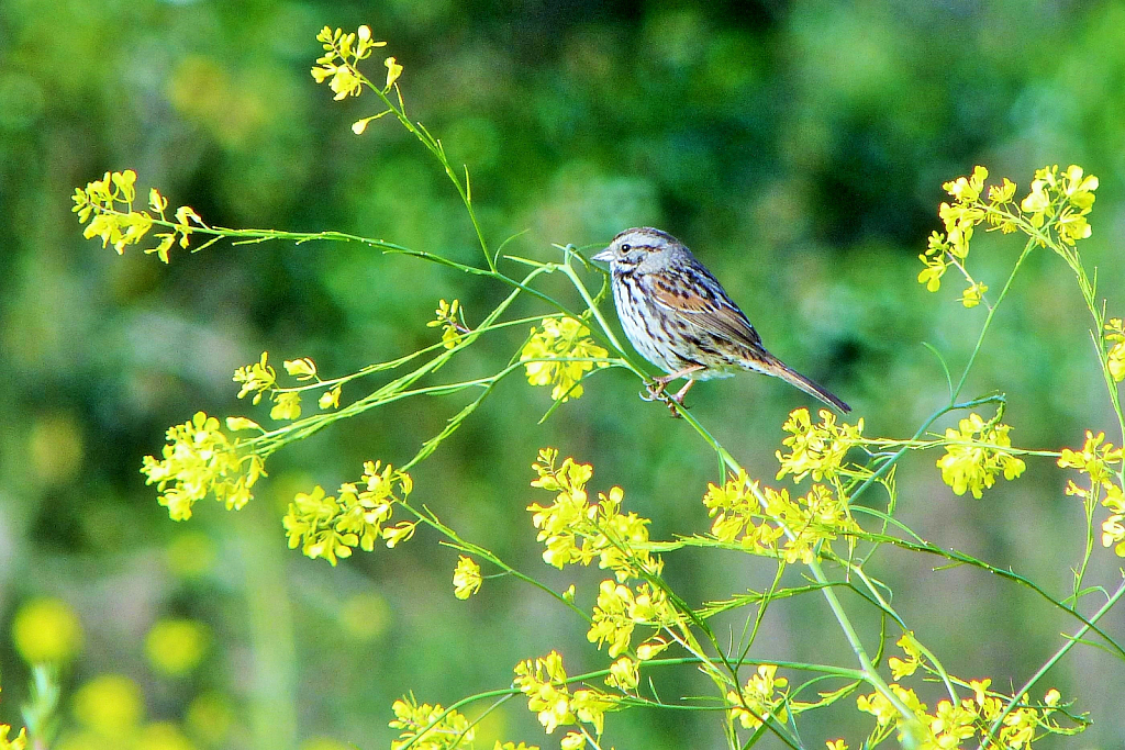 Song Sparrow