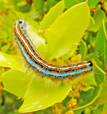 Caterpillar on the bright green leaf!