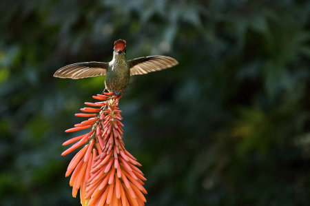 Green-backed firecrown on torch lily