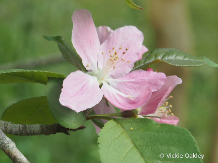 Crab Apple Spring Bloom