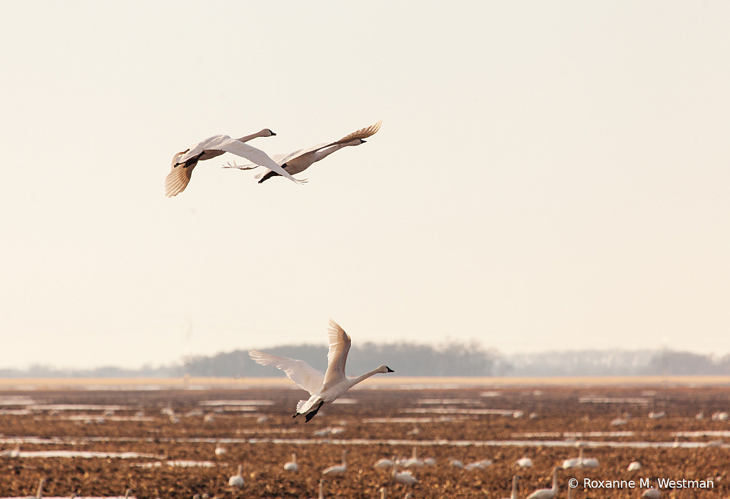 Mini-assignment  Spring migration of swans - ID: 15811287 © Roxanne M. Westman