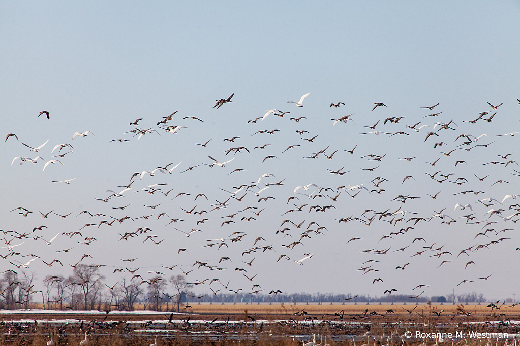 Migration of the swans - ID: 15811288 © Roxanne M. Westman