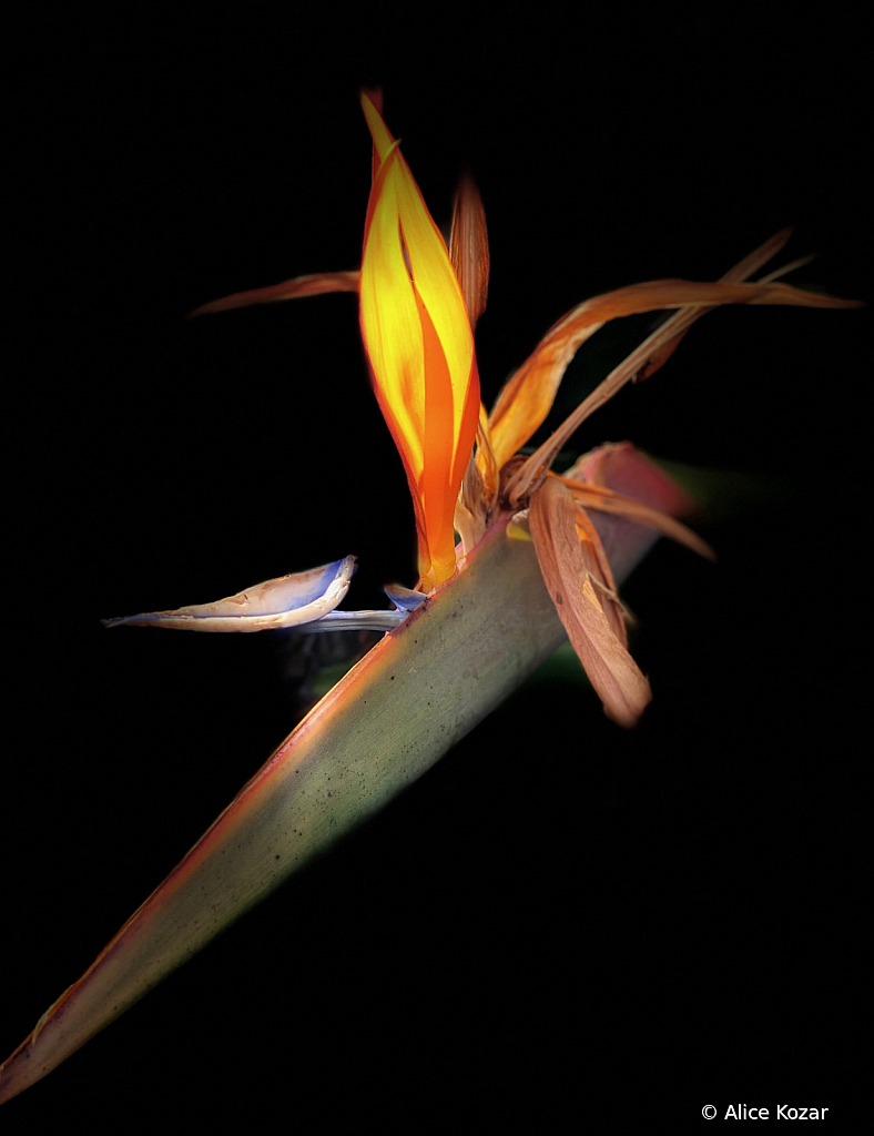 Flaming Bird of Paradise