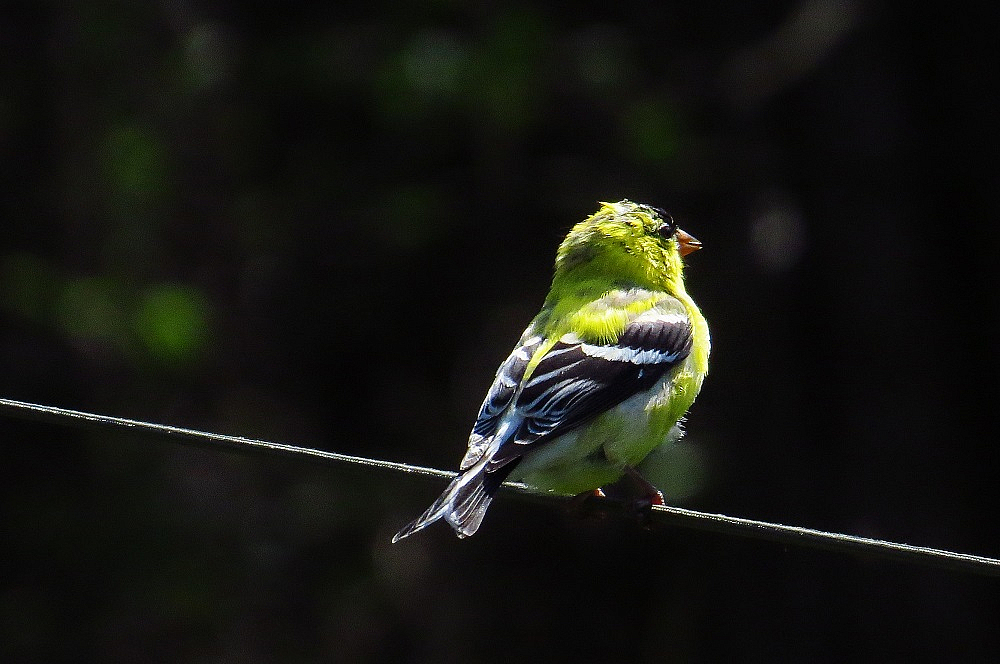 Bird on a Wire