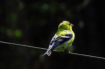 Bird on a Wire