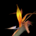 © Alice Kozar PhotoID # 15811422: Flaming Bird of Paradise