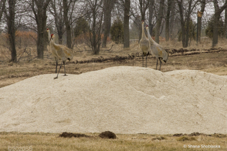 Sand Hills on a sand hill