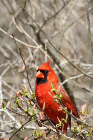 Male Cardinal