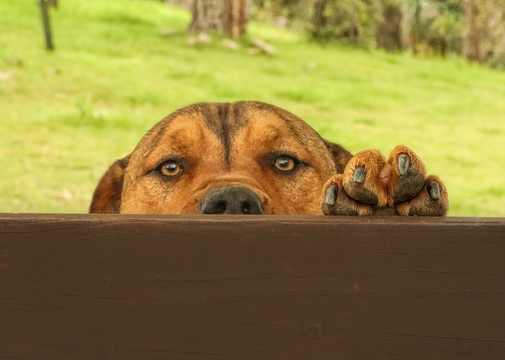 Sheltering At Home 