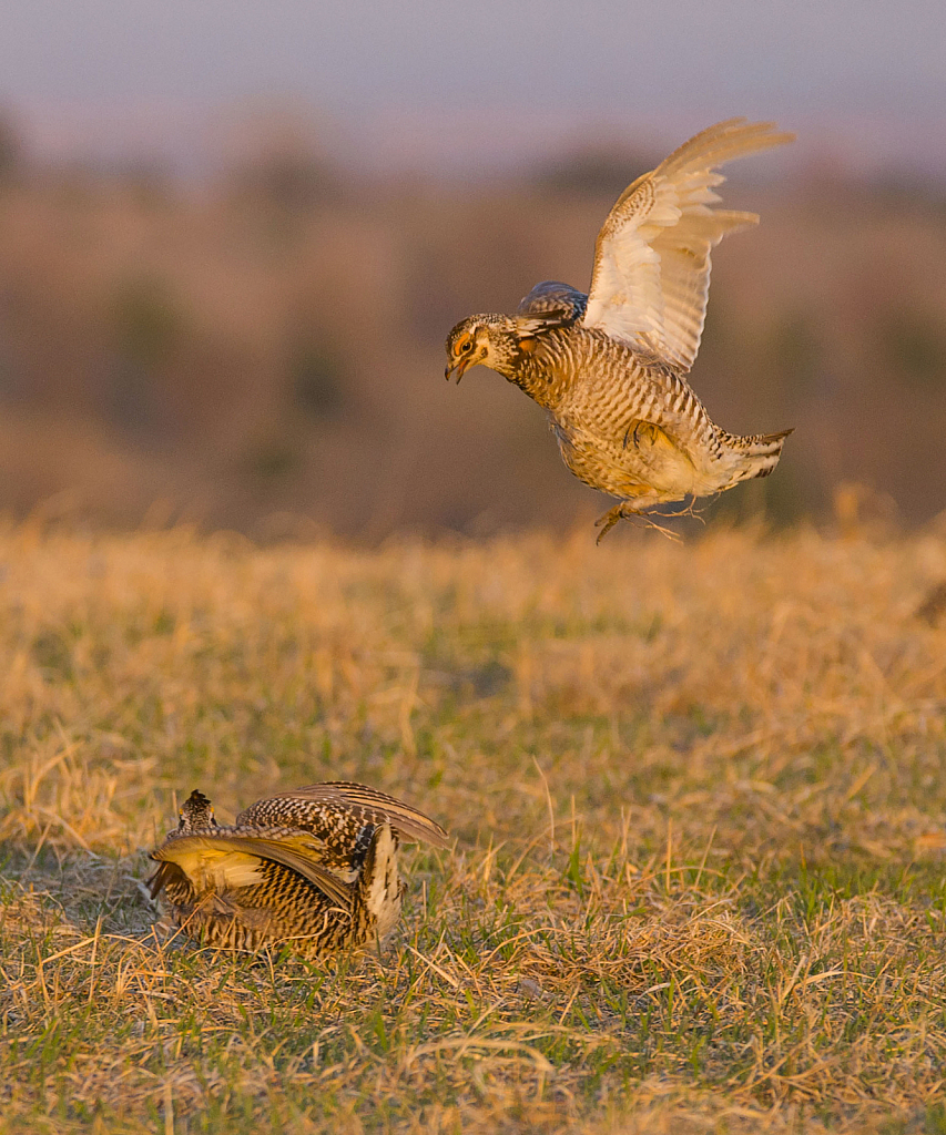 prairie chicken flight