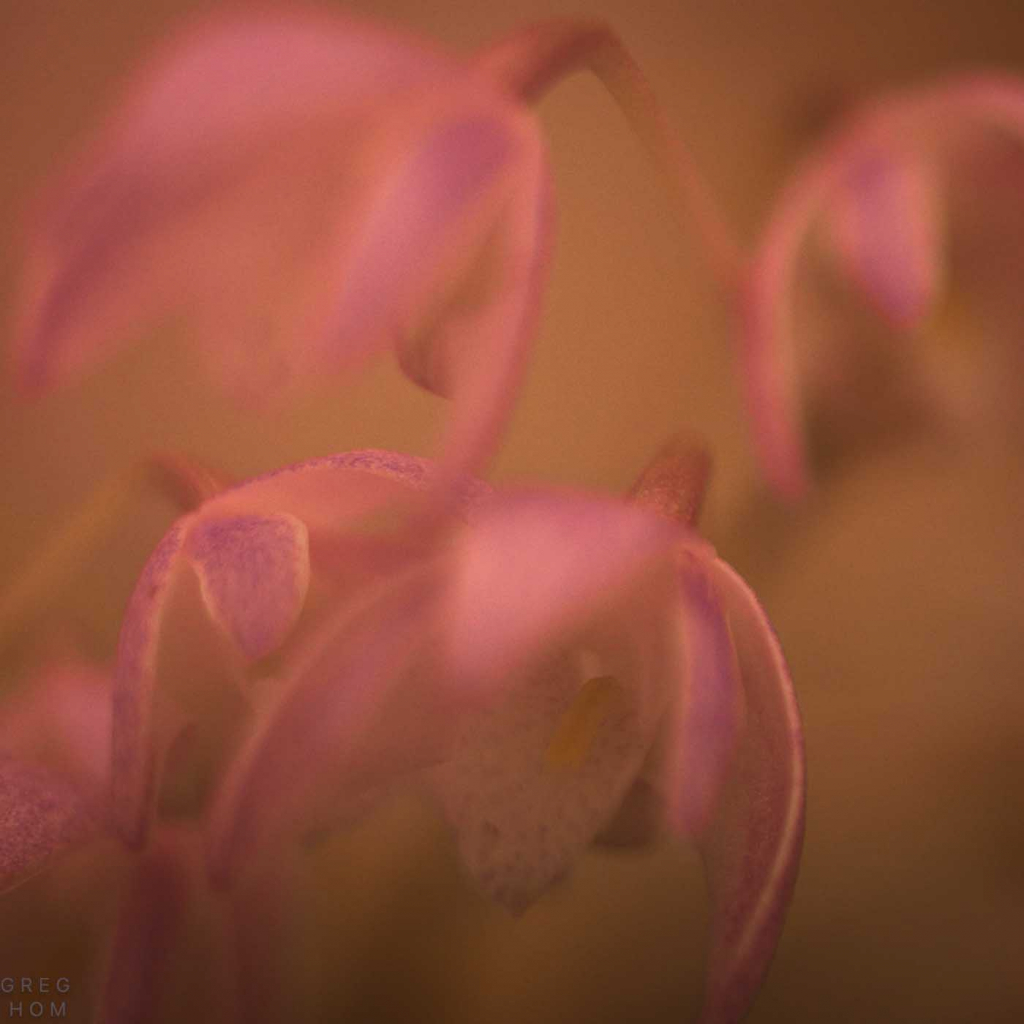 Freelensing -- Orchid
