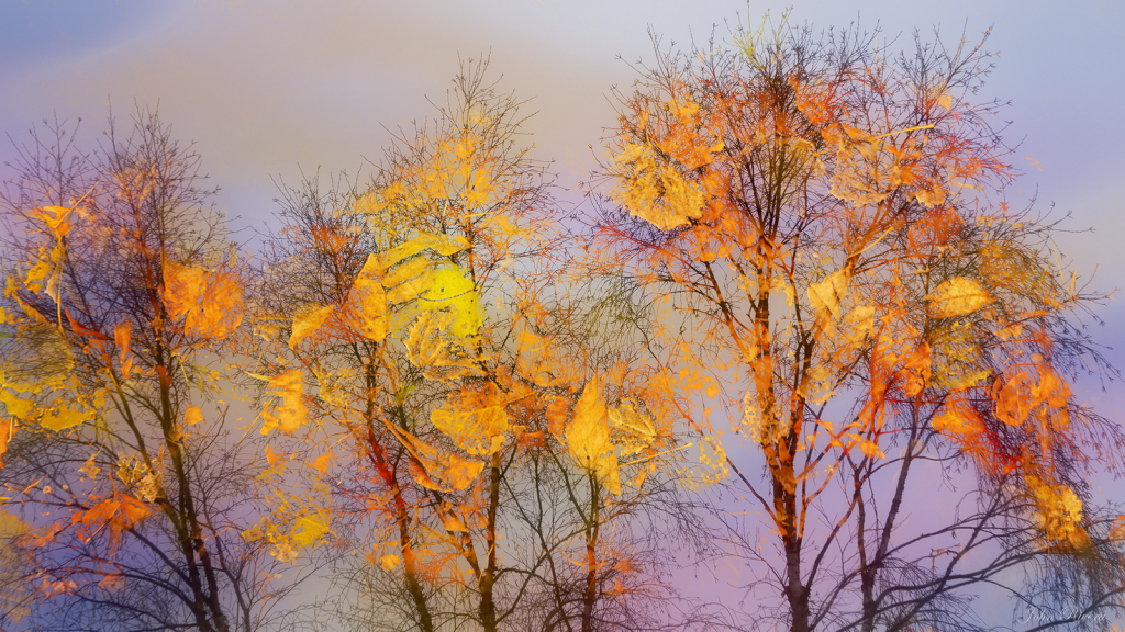 Colorful Trees