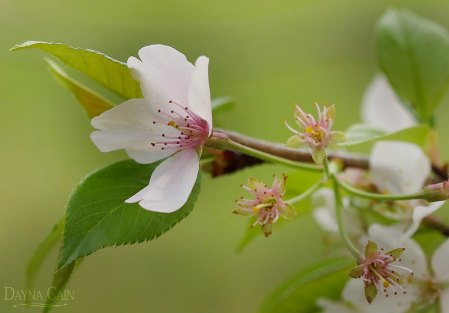 Cherry Blossom 