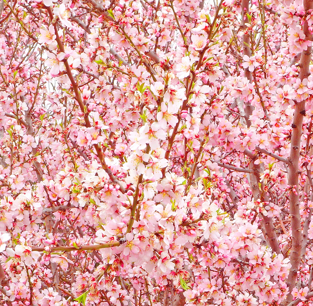  Cherry in full bloom. - ID: 15811987 © Elias A. Tyligadas