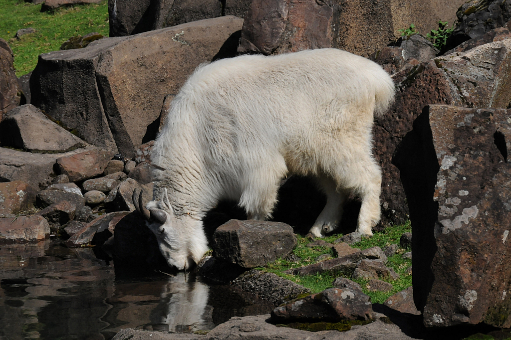 Mountain Goat - ID: 15812075 © William S. Briggs