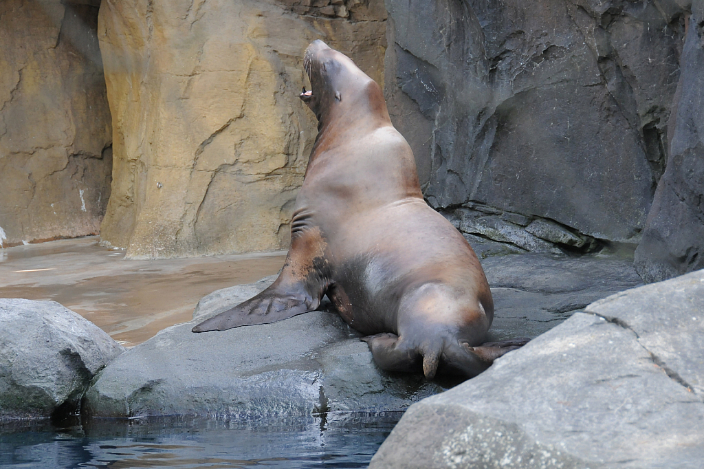 Sea Lion - ID: 15812082 © William S. Briggs