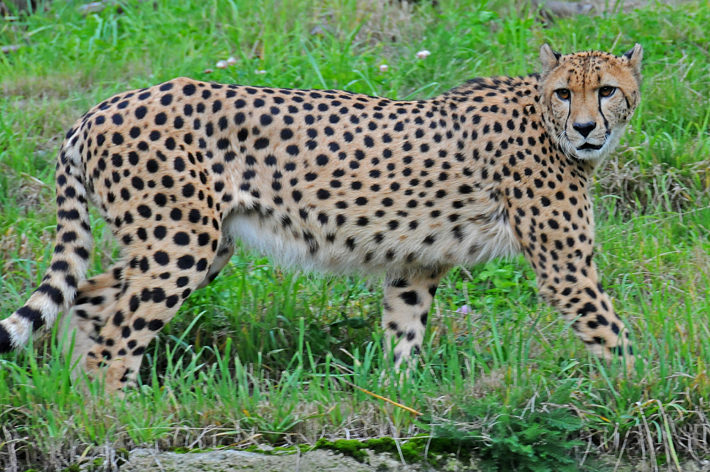 Cheetah  - ID: 15812083 © William S. Briggs