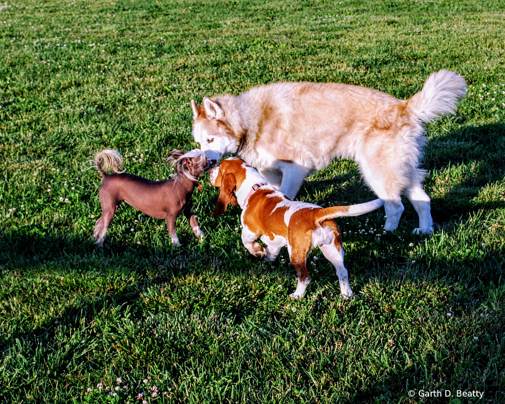 Coco Making Friends at the Dog Park