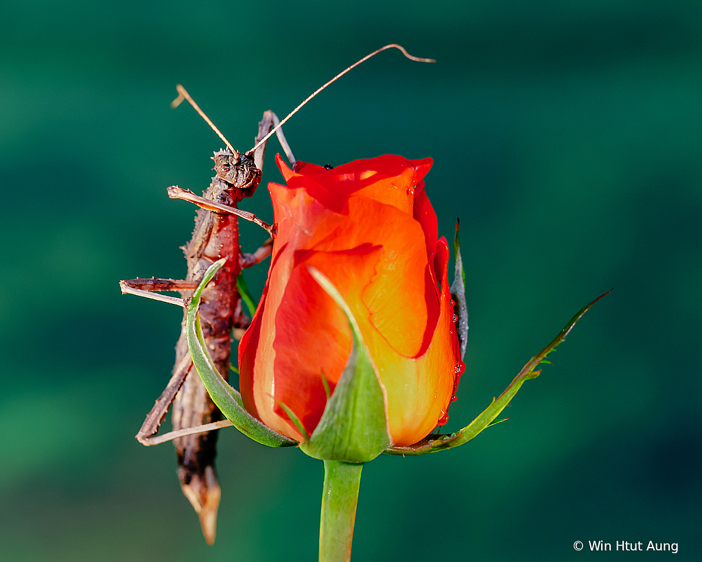 Sunny Stick Insect