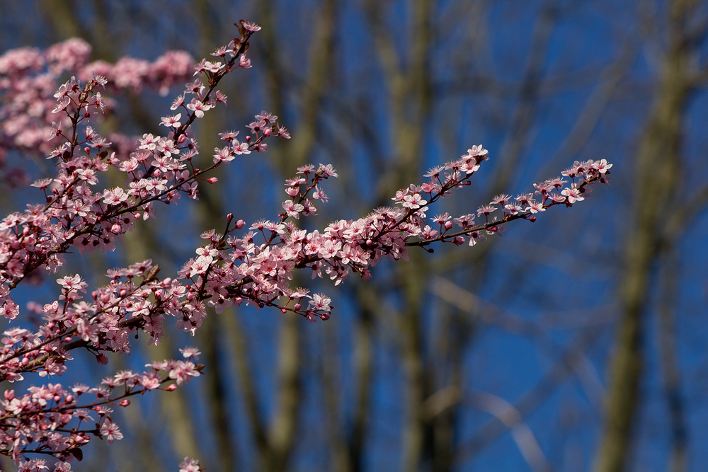 Flowering Cherry