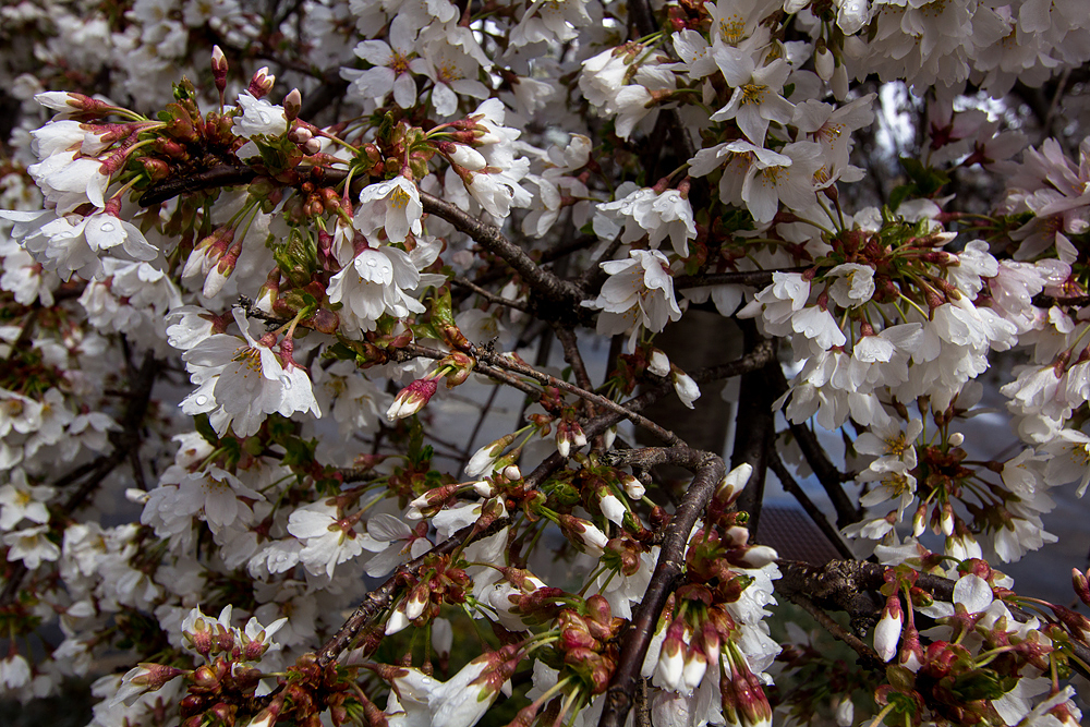 White Weeping Cherry Blossom