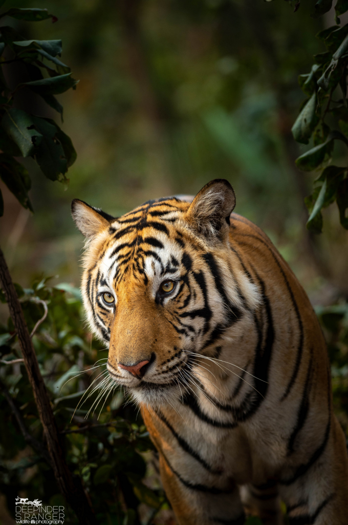 Dotty's male cub (12 months)