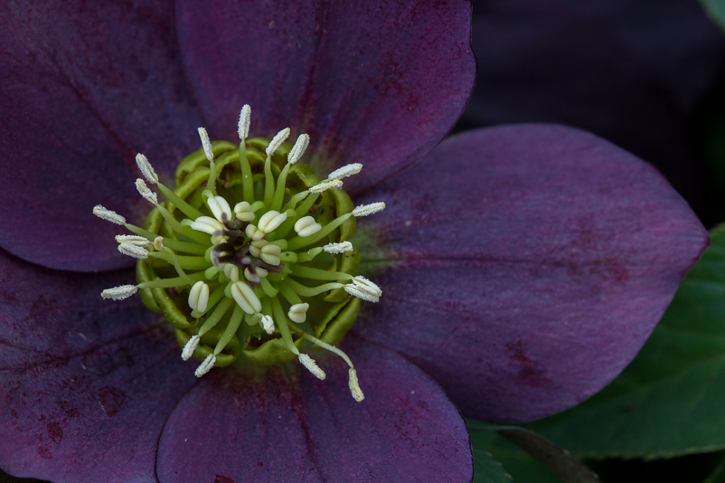 Lenten Rose