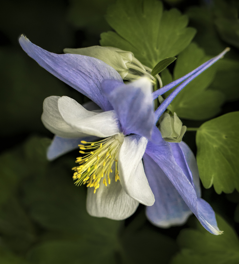 Blue Columbine  