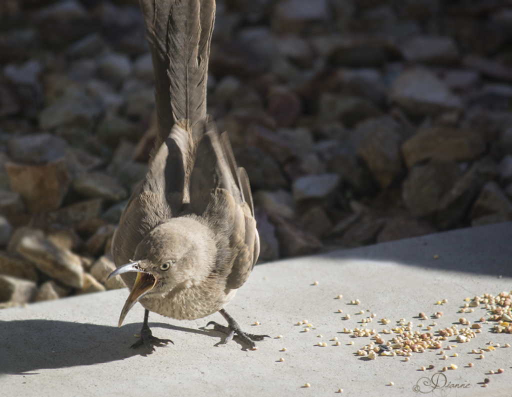 Angry Bird