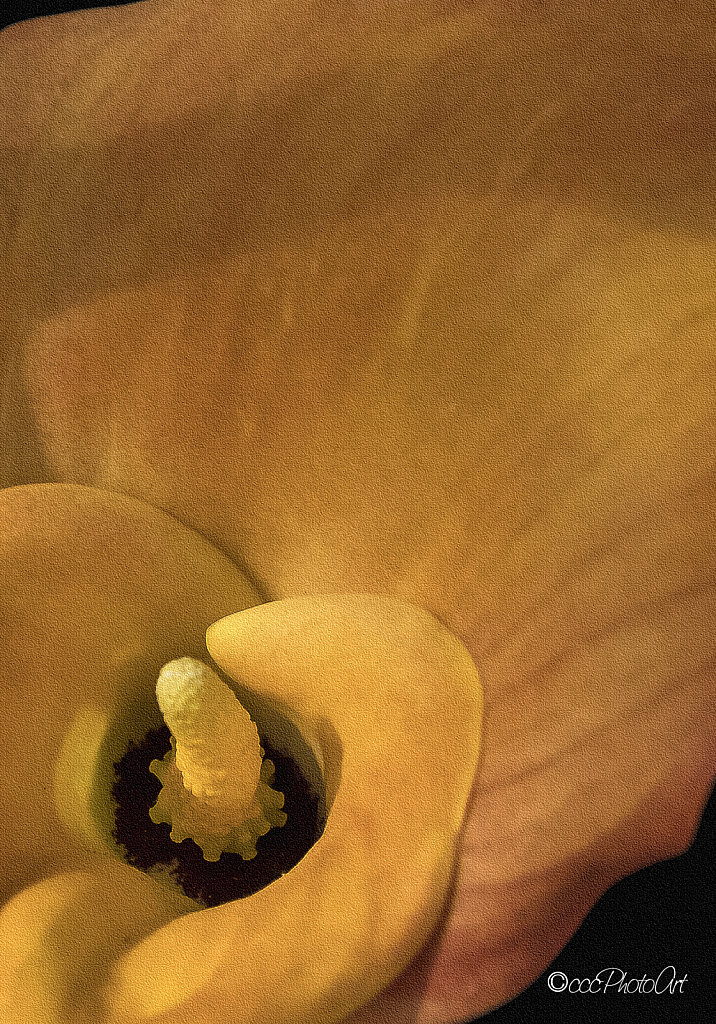 Apricot Calla