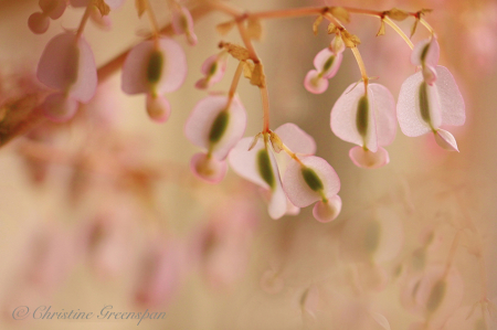 Begonia Blossoms