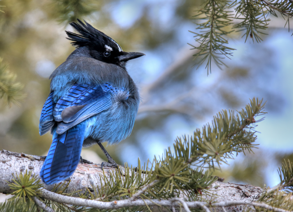 Steller Jay