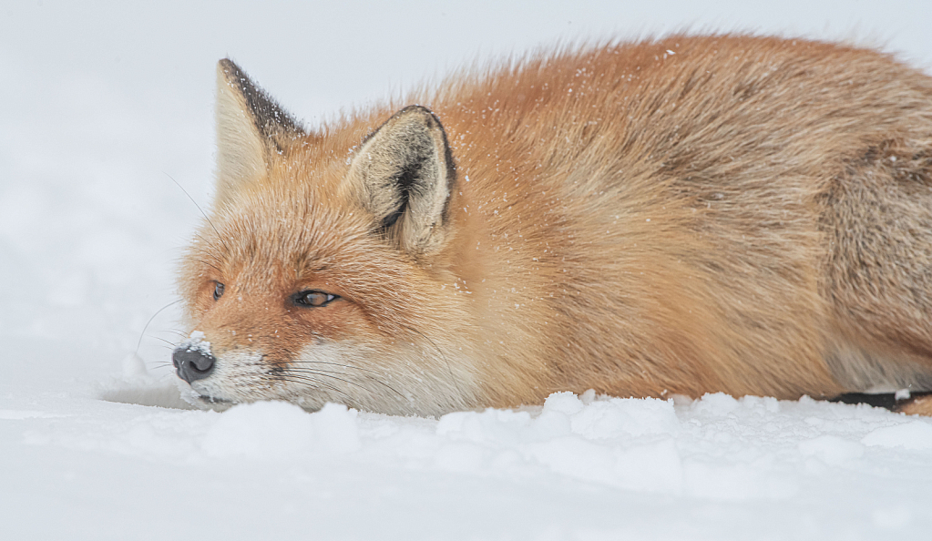 Sly as a Fox - ID: 15812920 © Kitty R. Kono