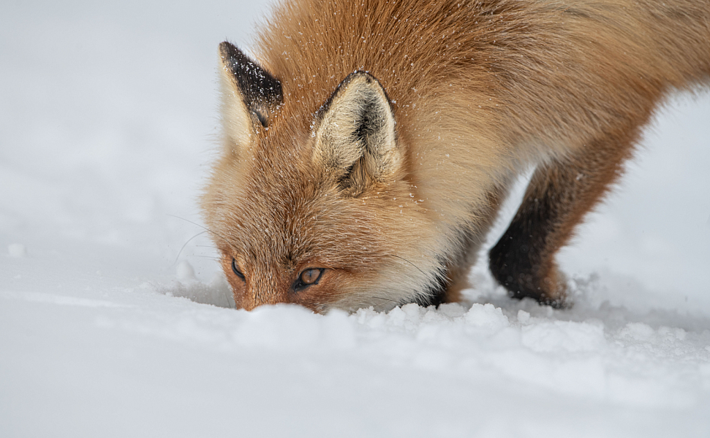 Nose in the Snow - ID: 15812921 © Kitty R. Kono