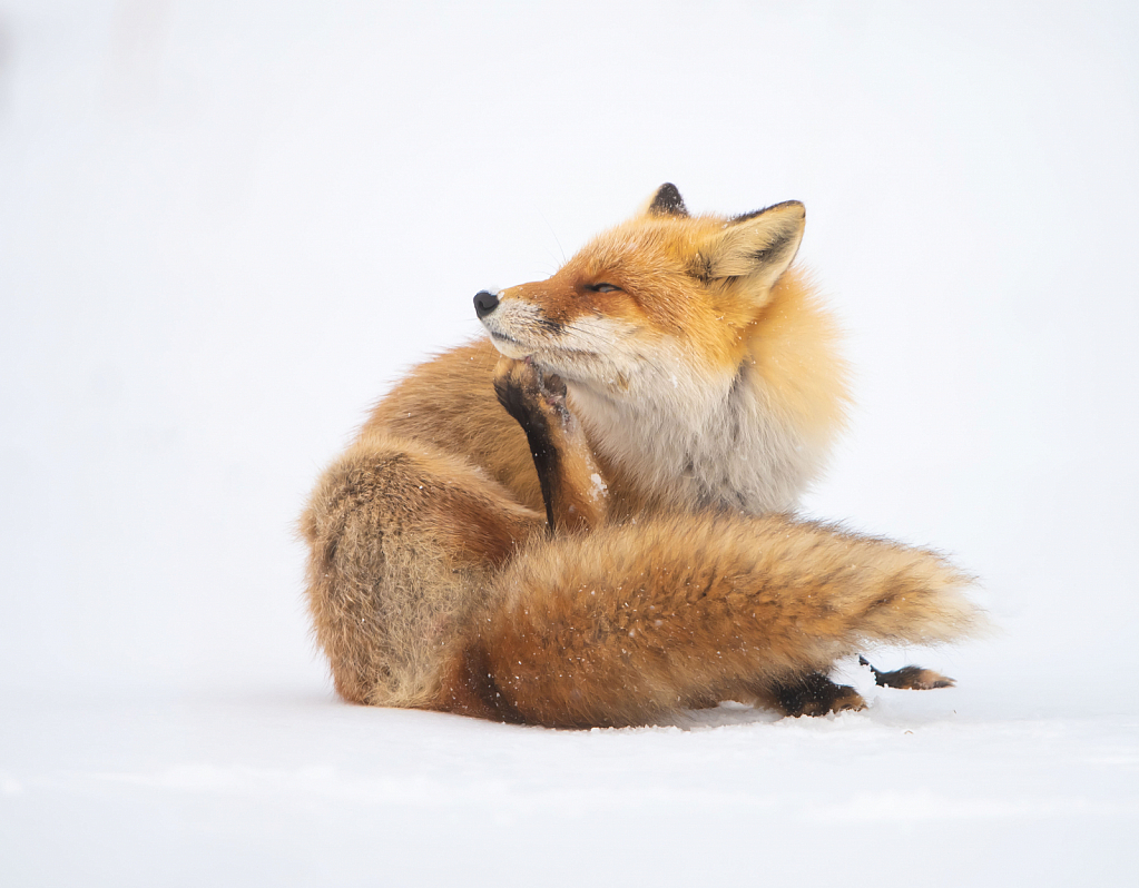 Red Fox Contemplating the State of the World - ID: 15812922 © Kitty R. Kono